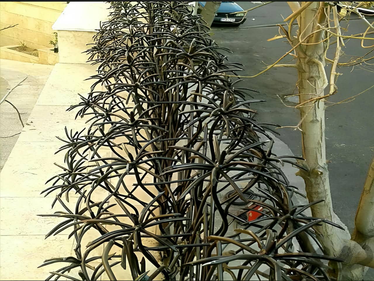 مدل حفاظ شاخ گوزنی نخل مردابی