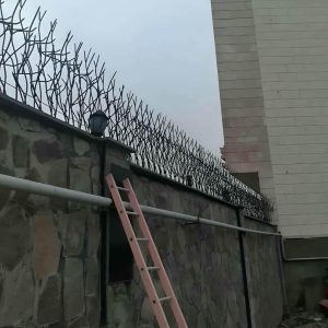 حفاظ شاخ گوزنی در رامسر
