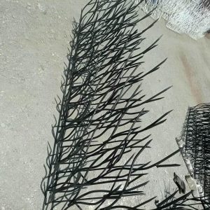 حفاظ شاخ گوزنی در زاهدان