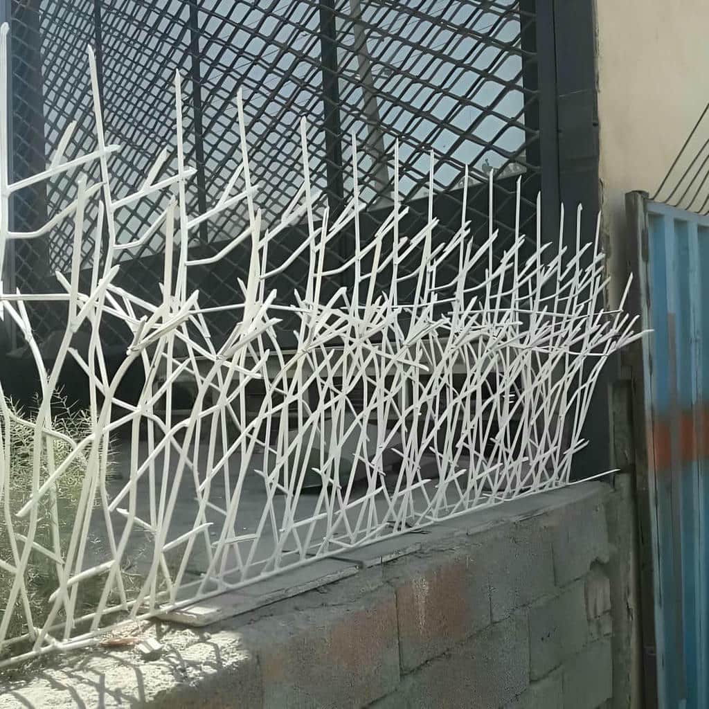 حفاظ شاخ گوزنی در سقز