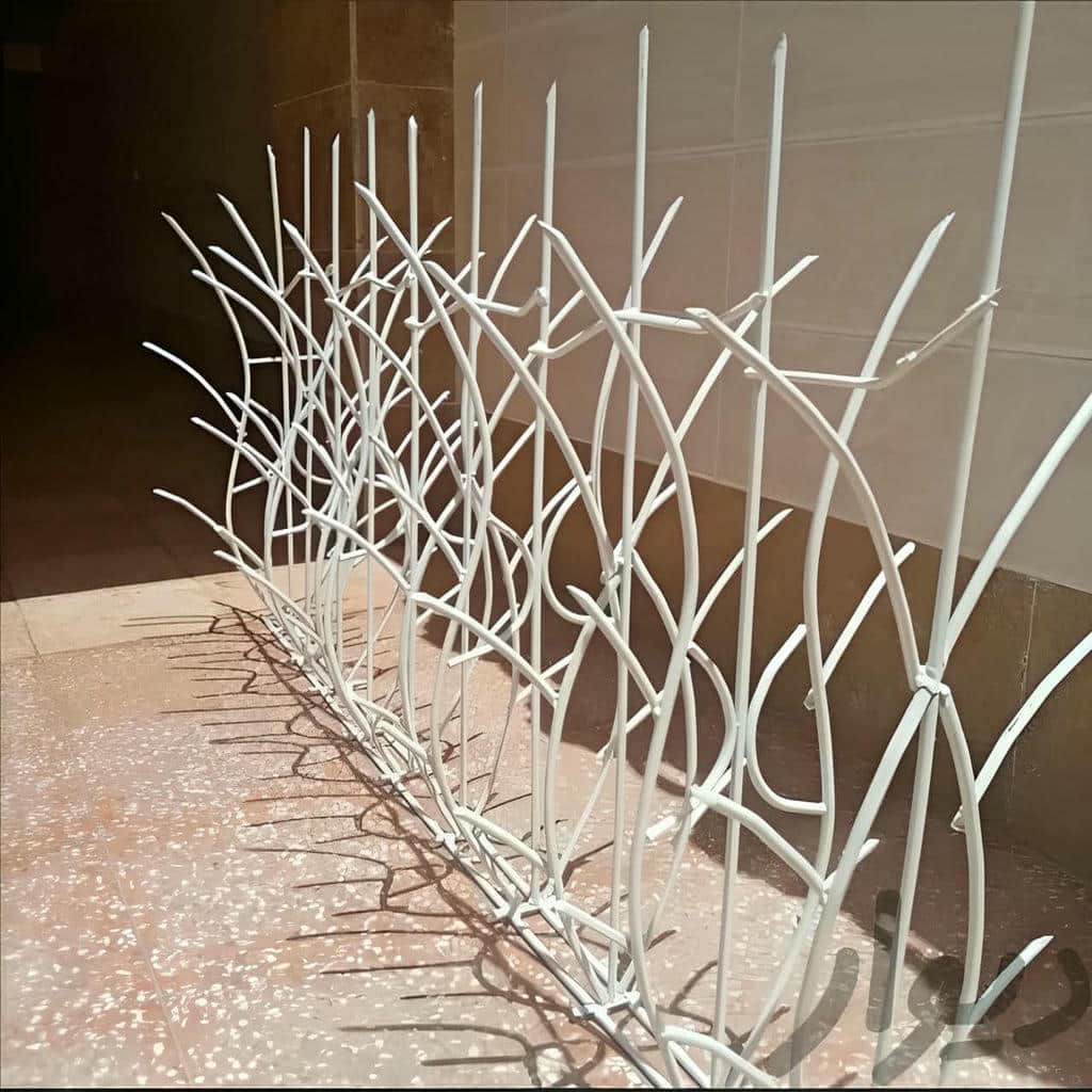 حفاظ شاخ گوزنی در سیرجان