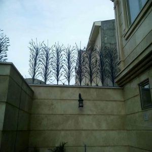 حفاظ شاخ گوزنی در رشت