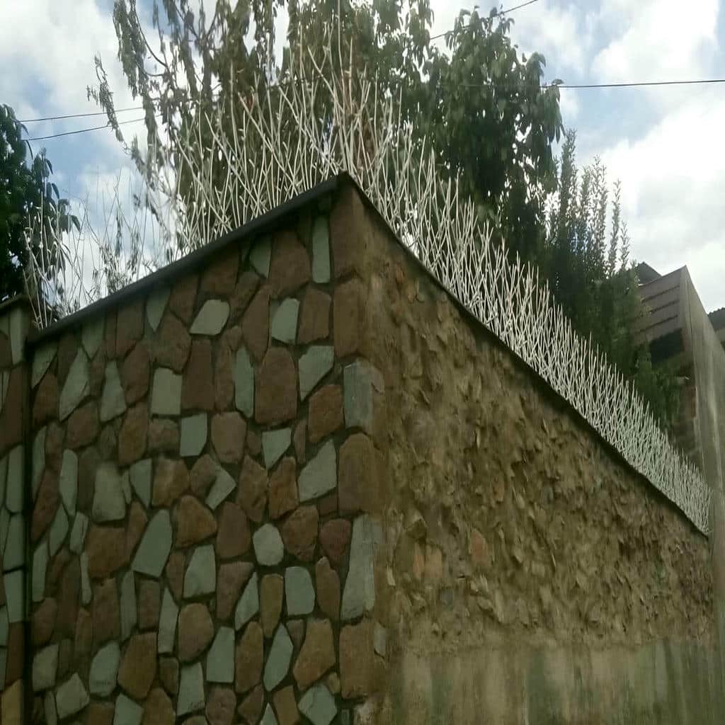 حفاظ شاخ گوزنی در سنندج
