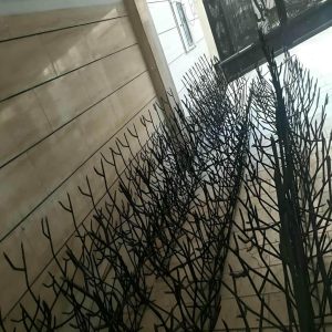 حفاظ شاخ گوزنی در کیش