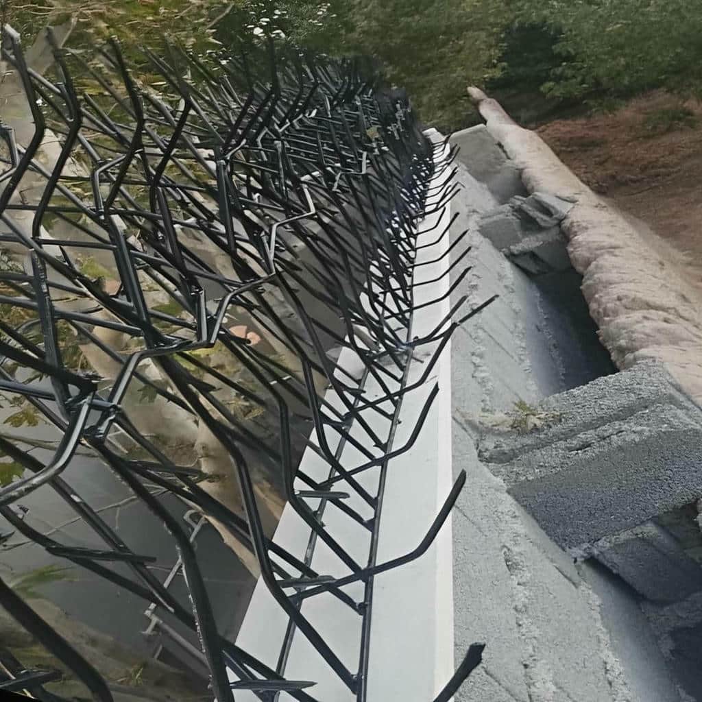 قیمت حفاظ شاخ گوزنی نوک تیز در سنندج
