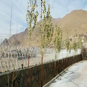 حفاظ شاخ گوزنی در استان گلستان