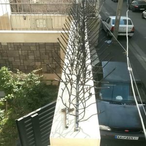 حفاظ شاخ گوزنی در بندر لنگه