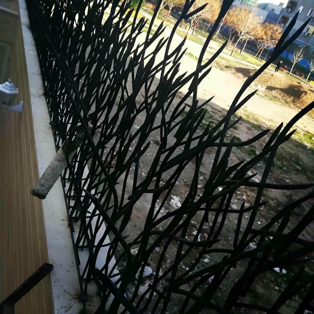 حفاظ شاخ گوزنی در رفسنجان