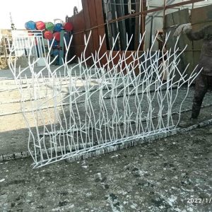 حفاظ شاخ گوزنی در کاشان