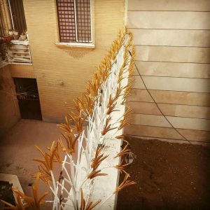 حفاظ شاخ گوزنی در عظیمیه کرج
