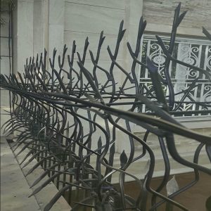 حفاظ شاخ گوزنی در اصفهان